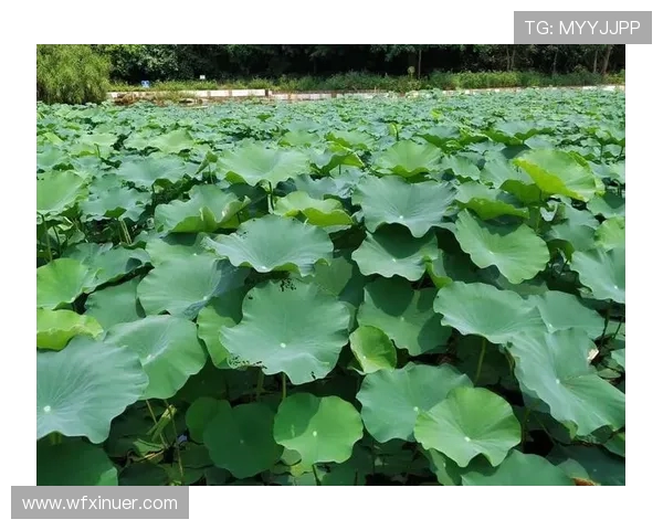 舞动人生的节奏与梦想吴静的街舞故事与心路历程